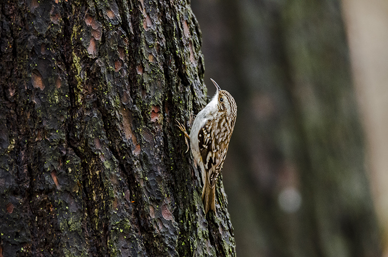 Brown Creeper