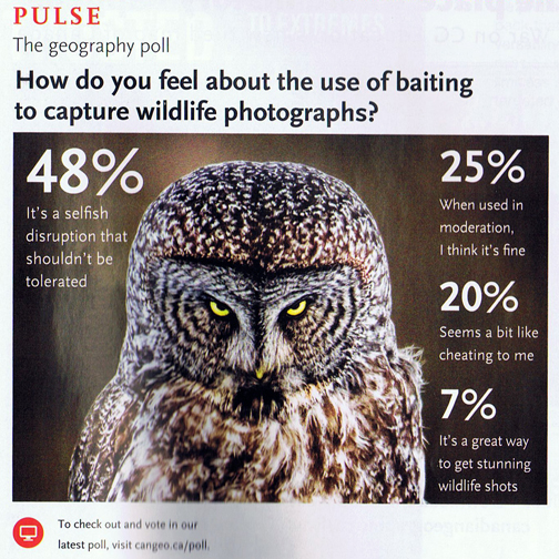 Great Gray Owl article