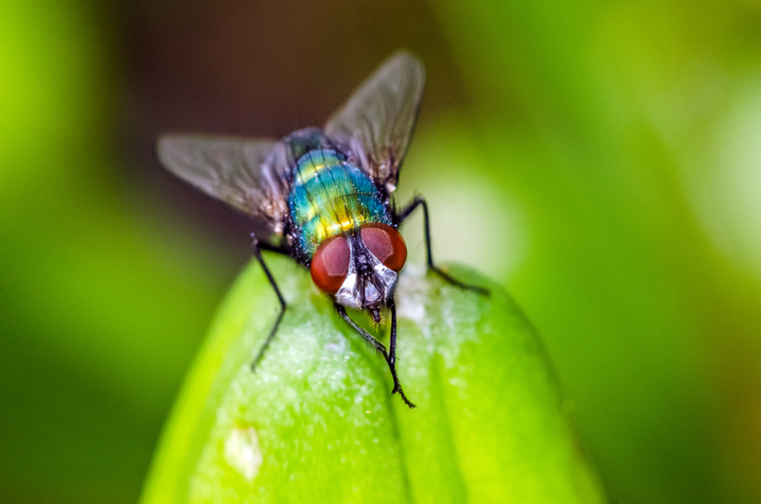 Green-bottle Fly