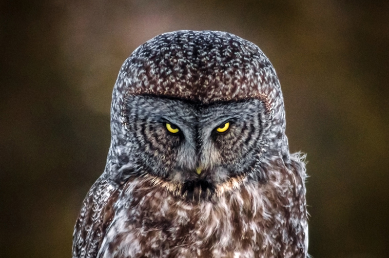 Great Gray Owl