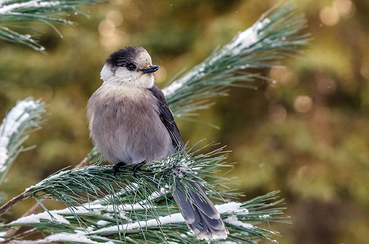 Gray Jay