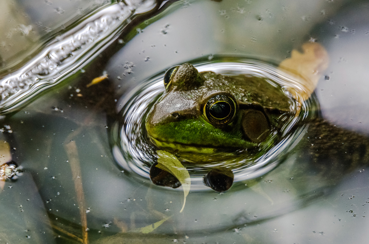 Green Frog.jpg