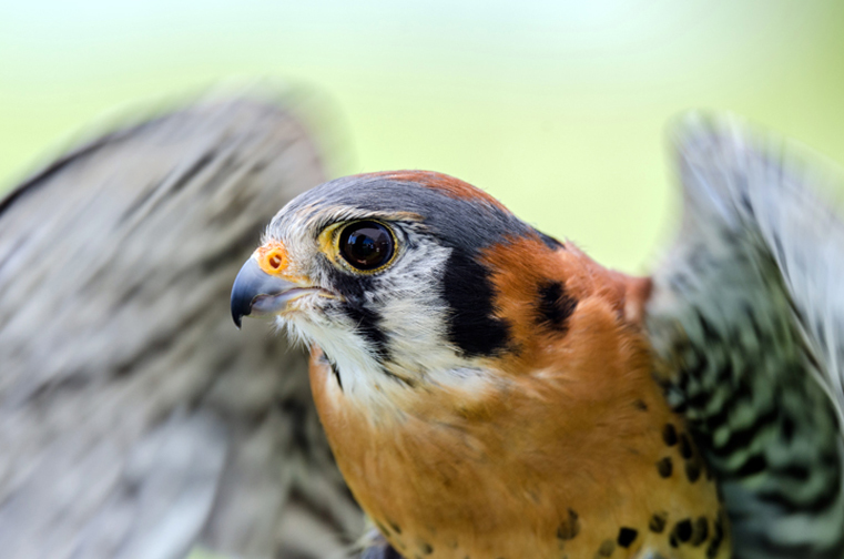 American Kestrel