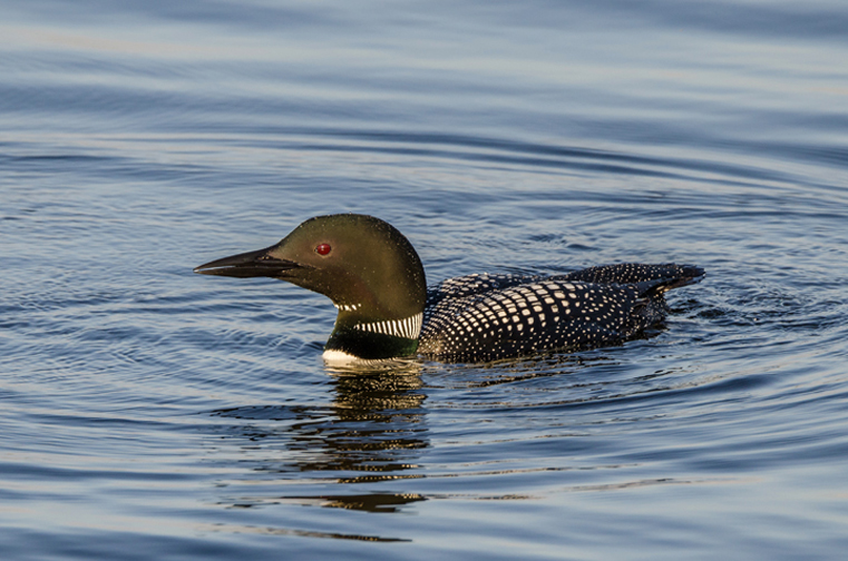 Common Loon