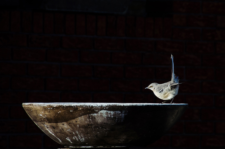 Northern Mockingbird
