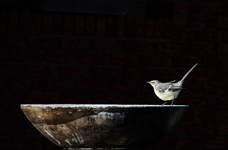 Northern Mockingbird