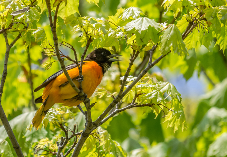 Baltimore Oriole singing