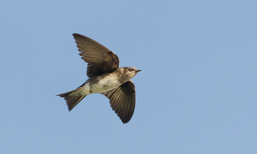 Purple Martin in flight