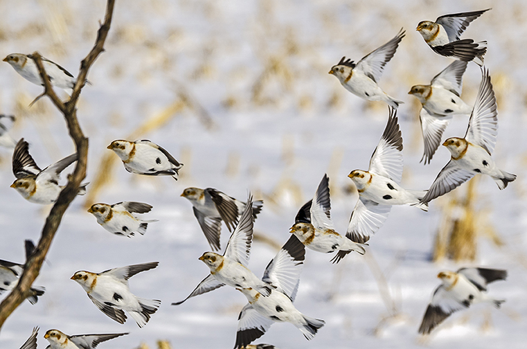 Snow Buntings