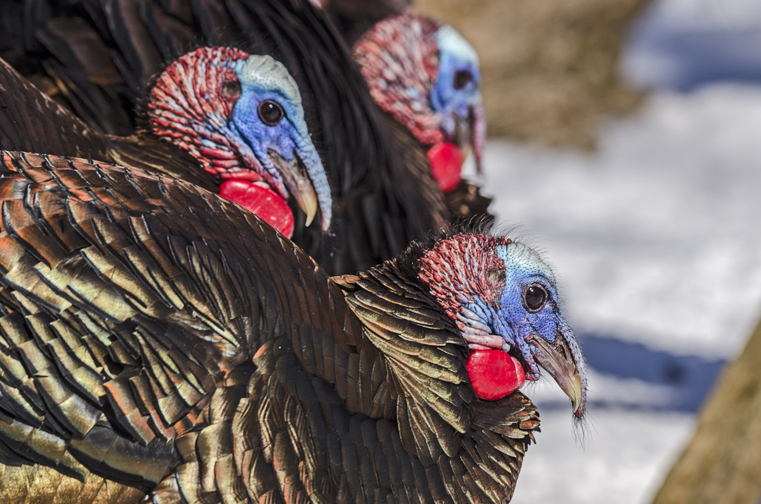 Wild Turkeys